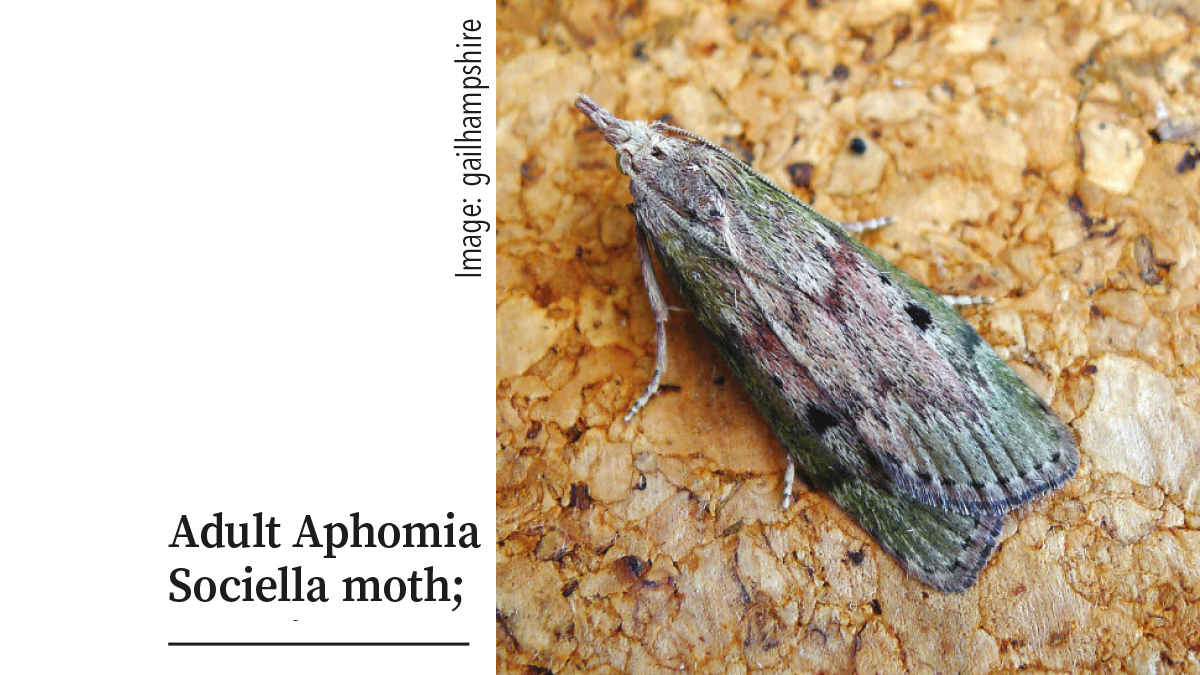 Adult Aphomia Sociella moth pupation galleries